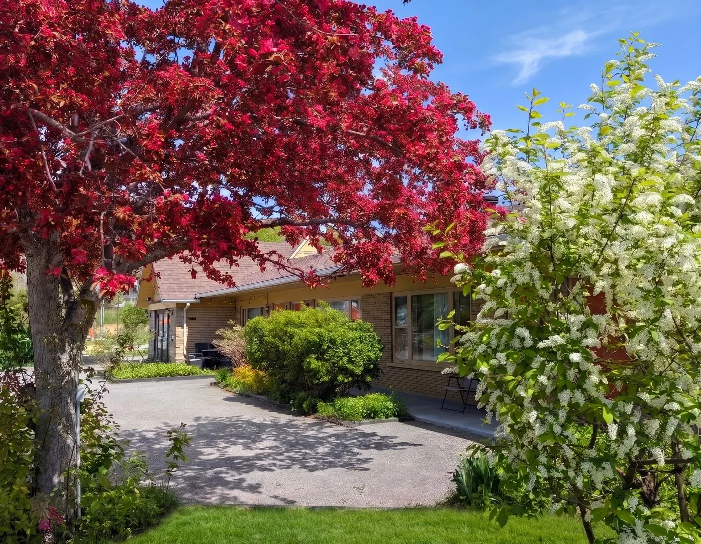 Entrée de Fleuve et Montagnes au printemps, sous un arbre en fleurs
