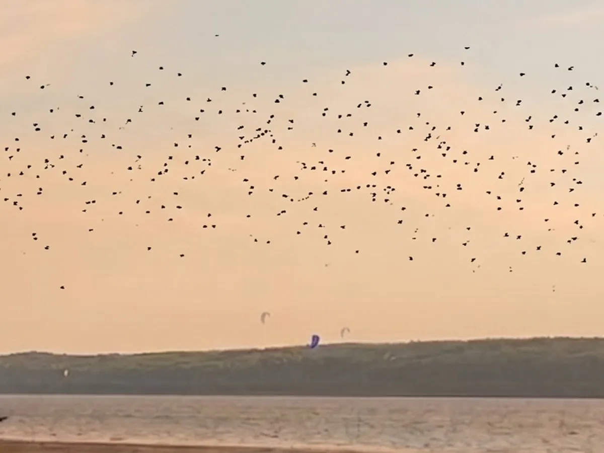 Grande volée d'oies au-dessus du fleuve Saint-Laurent au coucher du soleil